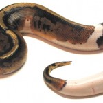 Piebald Female