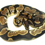 Calico Male