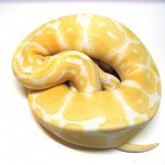 Albino Male