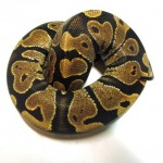 Holdback Calico Female