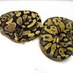 Fire and Super Pastel Males
